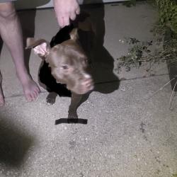 Found/Stray Male Dog last seen Near Hays park, Chicago, IL 60652