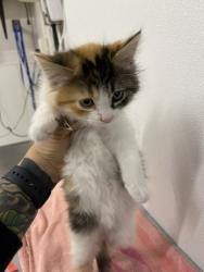 Shelter Stray Female Cat last seen FULLER/WAIT, 16 Barnes Ct, Hayward, CA 94544, USA