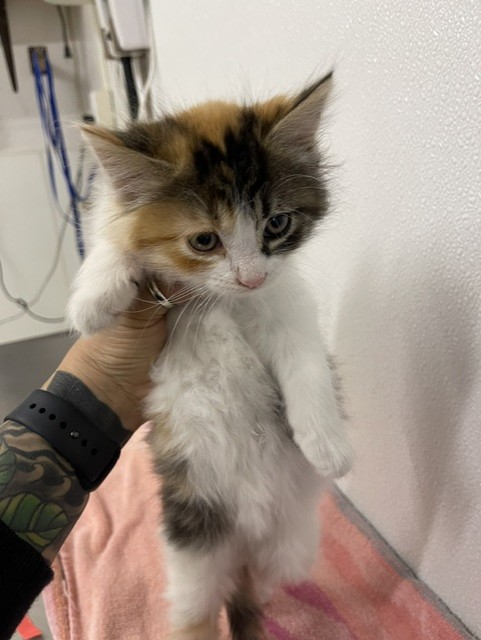 Shelter Stray Female Cat last seen FULLER/WAIT, 16 Barnes Ct, Hayward, CA 94544, USA