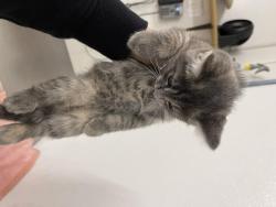 Shelter Stray Female Cat last seen FULLER/WAIT, 16 Barnes Ct, Hayward, CA 94544, USA