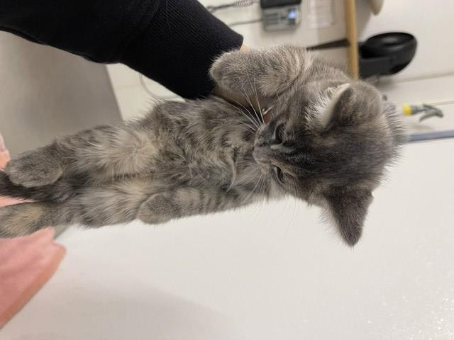 Shelter Stray Female Cat last seen FULLER/WAIT, 16 Barnes Ct, Hayward, CA 94544, USA