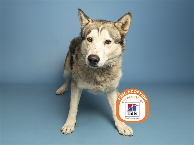 Shelter Stray Male Dog last seen CAMELBACK / 67TH AVE, 5501 E Van Buren St, Phoenix, AZ 85008, USA
