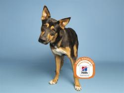 Shelter Stray Male Dog last seen Near BLOCK W RUTH AVE, 5501 E Van Buren St, Phoenix, AZ 85008, USA