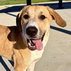 Shelter Stray Female Dog last seen Near, 5001 E Raymond St, Indianapolis, IN 46203, USA