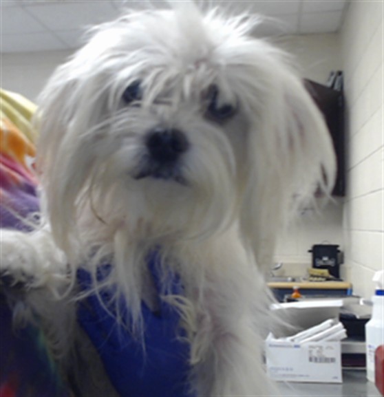 Shelter Stray Male Dog last seen Near GILLESPIE ST, FAYETTEVILLE NC 28301, 4704 Corporation Dr, Fayetteville, NC 28306, USA