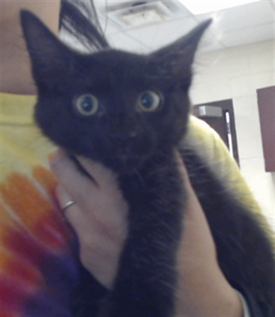 Shelter Stray Male Cat last seen Near BLOCK SOUTHERN AVE, FAYETTEVILLE NC 28306, 4704 Corporation Dr, Fayetteville, NC 28306, USA