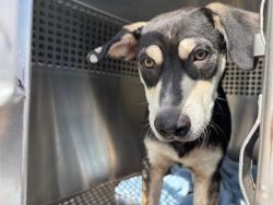 Shelter Stray Male Dog last seen Near BLOCK S WESTERN AVE, OKLAHOMA CITY OK 73109, 2811 SE 29th St, Oklahoma City, OK 73129, USA