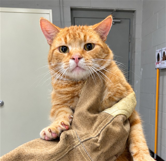 Shelter Stray Unknown Cat last seen , 1601 Airport Rd, Shelby, NC 28150, USA