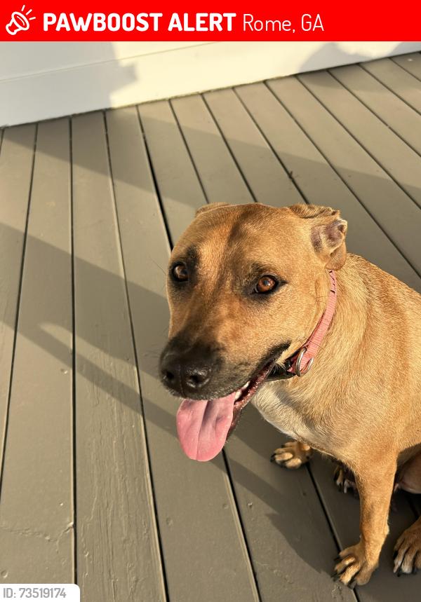 Lost Female Dog last seen Georgia Highlands College Rome campus, Rome, GA 30161