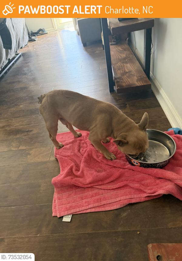 Found/Stray Male Dog last seen Concord mills area, Charlotte, NC 28262