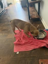 Found/Stray Male Dog last seen Concord mills area, Charlotte, NC 28262