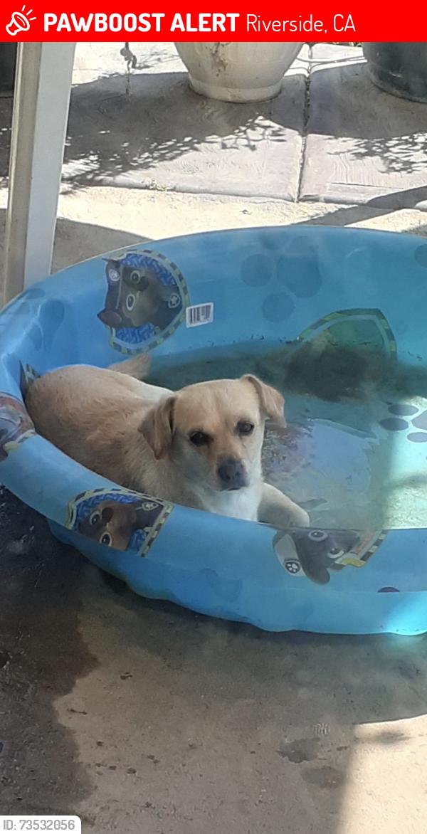 Lost Male Dog last seen Hillside and central, Riverside, CA 92504