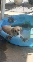 Lost Male Dog last seen Hillside and central, Riverside, CA 92504
