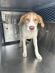 Shelter Stray Male Dog last seen Near CAMPUS DR, South District, TX, 355 Hillshire Dr, Haslet, TX 76052, USA