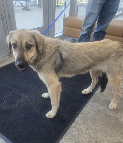 Shelter Stray Female Dog last seen Near Sandy Creek Dr, North District, TX, 355 Hillshire Dr, Haslet, TX 76052, USA