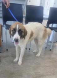 Shelter Stray Female Dog last seen Near Sandy Creek Dr, North District, TX, 355 Hillshire Dr, Haslet, TX 76052, USA