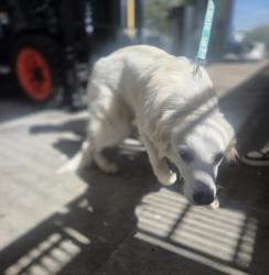 Shelter Stray Male Dog last seen N. Riverside Dr, Central District, TX, 355 Hillshire Dr, Haslet, TX 76052, USA
