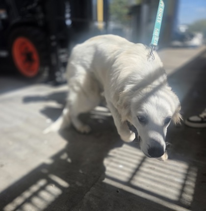 Shelter Stray Male Dog last seen N. Riverside Dr, Central District, TX, 355 Hillshire Dr, Haslet, TX 76052, USA