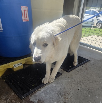 Shelter Stray Female Dog last seen N. Riverside Dr, Central District, TX, 355 Hillshire Dr, Haslet, TX 76052, USA