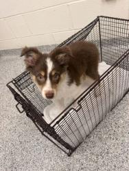 Shelter Stray Male Dog last seen Tyson Park, City of Knoxville GP, TN, 3201 Division St, Knoxville, TN 37919, USA