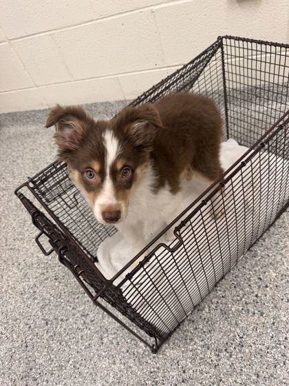 Shelter Stray Male Dog last seen Tyson Park, City of Knoxville GP, TN, 3201 Division St, Knoxville, TN 37919, USA