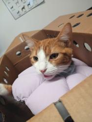 Shelter Stray Female Cat last seen Near Adelle St, Atlanta, GA, 1251 Fulton Industrial Blvd NW, Atlanta, GA 30336, USA