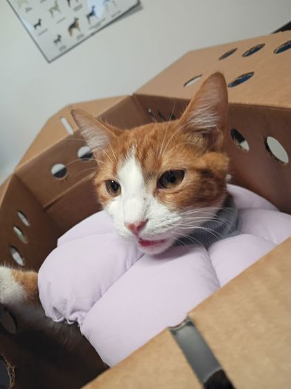 Shelter Stray Female Cat last seen Near Adelle St, Atlanta, GA, 1251 Fulton Industrial Blvd NW, Atlanta, GA 30336, USA