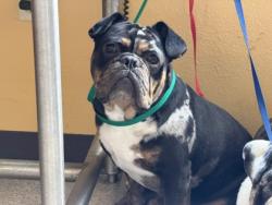 Shelter Stray Male Dog last seen Town East / Galloway, 75150, TX, 1650 Gross Rd, Mesquite, TX 75149, USA