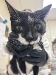 Shelter Stray Male Cat last seen Near University Boulevard, North Charleston, SC, 2455 Remount Rd, North Charleston, SC 29406, USA