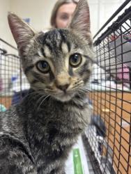 Shelter Stray Female Cat last seen Near Johnnie Dodds Blvd, Mt. Pleasant, SC, 2455 Remount Rd, North Charleston, SC 29406, USA