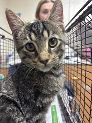 Shelter Stray Female Cat last seen Near Johnnie Dodds Blvd, Mt. Pleasant, SC, 2455 Remount Rd, North Charleston, SC 29406, USA