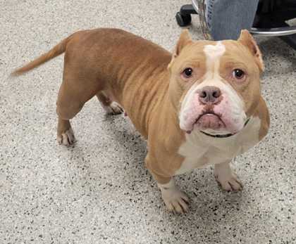 Shelter Stray Female Dog last seen E 24th St & Poplar Ave, KCMO 64127, 64127, MO, 7077 Elmwood Ave, Kansas City, MO 64132, USA