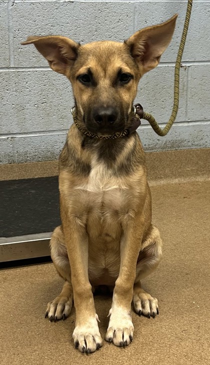 Shelter Stray Female Dog last seen Bouldercrest Rd SE, 30316, GA, 3280 Chamblee Dunwoody Rd, Chamblee, GA 30341, USA