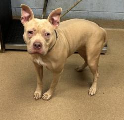 Shelter Stray Female Dog last seen Near Hemingway Rd Stone Mountain, GA 30088, 30088, GA, 3280 Chamblee Dunwoody Rd, Chamblee, GA 30341, USA