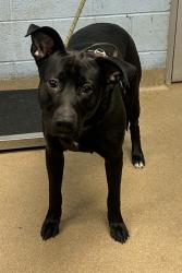 Shelter Stray Male Dog last seen Near Lavista Rd, 30084, GA, 3280 Chamblee Dunwoody Rd, Chamblee, GA 30341, USA