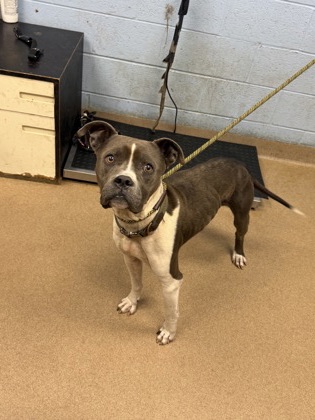 Shelter Stray Male Dog last seen Near Vinson Dr SE Atlanta, GA 30317, 30317, GA, 3280 Chamblee Dunwoody Rd, Chamblee, GA 30341, USA