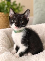 Shelter Stray Female Cat last seen Near Jolly Ave S Clarkston, GA 30021, 30021, GA, 3280 Chamblee Dunwoody Rd, Chamblee, GA 30341, USA