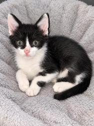 Shelter Stray Female Cat last seen Near Jolly Ave S Clarkston, GA 30021, 30021, GA, 3280 Chamblee Dunwoody Rd, Chamblee, GA 30341, USA