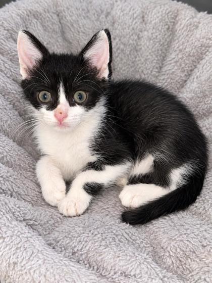 Shelter Stray Female Cat last seen Near Jolly Ave S Clarkston, GA 30021, 30021, GA, 3280 Chamblee Dunwoody Rd, Chamblee, GA 30341, USA