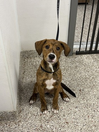 Shelter Stray Female Dog last seen North Weldon St., County/Unicorporated, NC, 1491 Business Park Ct, Gastonia, NC 28052, USA