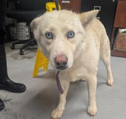 Shelter Stray Female Dog last seen Near Turner (ACO-AM), Valencia,, 1209 NM-314, Los Lunas, NM 87031, USA