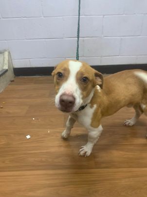 Shelter Stray Male Dog last seen Near Parkforest Dr, 70816, LA, 2550 Gourrier Ave, Baton Rouge, LA 70820, USA