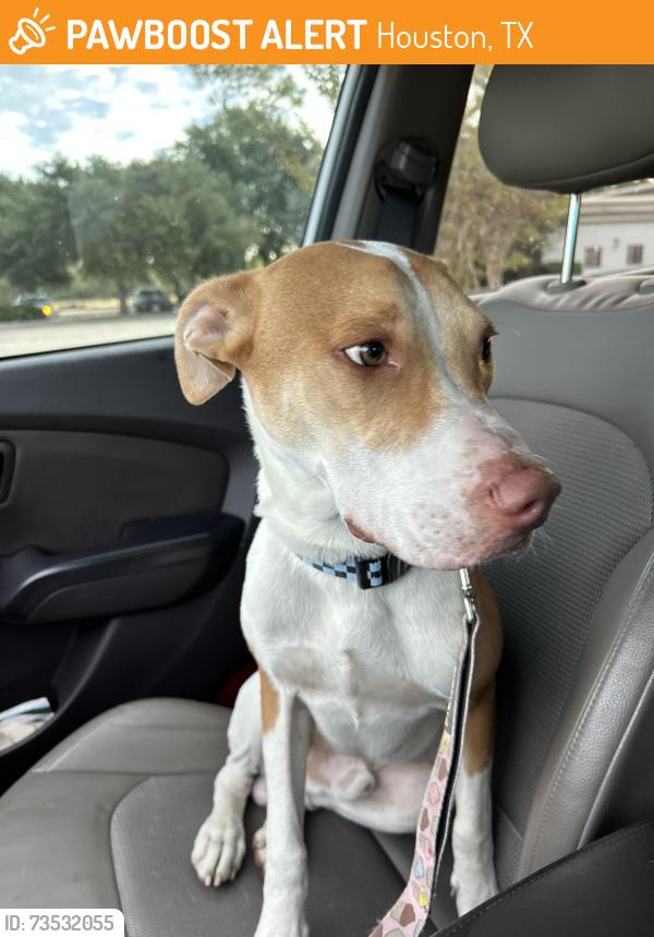 Found/Stray Male Dog last seen Lone Star North Harris College, Houston, TX 77073