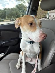 Found/Stray Male Dog last seen Lone Star North Harris College, Houston, TX 77073
