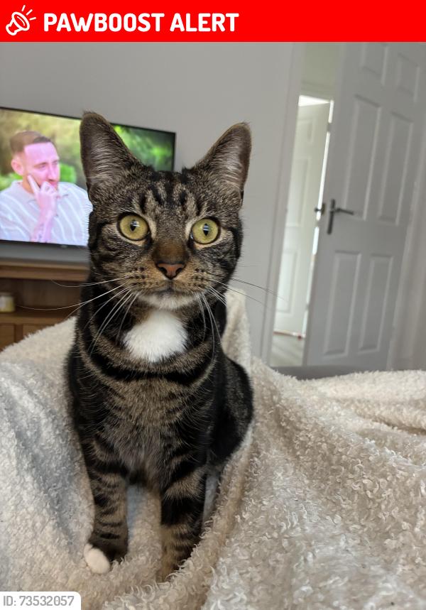 Lost Male Cat last seen St Matthews Close, Renishaw, S21, Renishaw, England S21 3WT