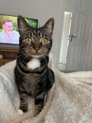 Lost Male Cat last seen St Matthews Close, Renishaw, S21, Renishaw, England S21 3WT