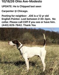 Lost Male Dog last seen Ohio Ave/, Modesto, CA 95354
