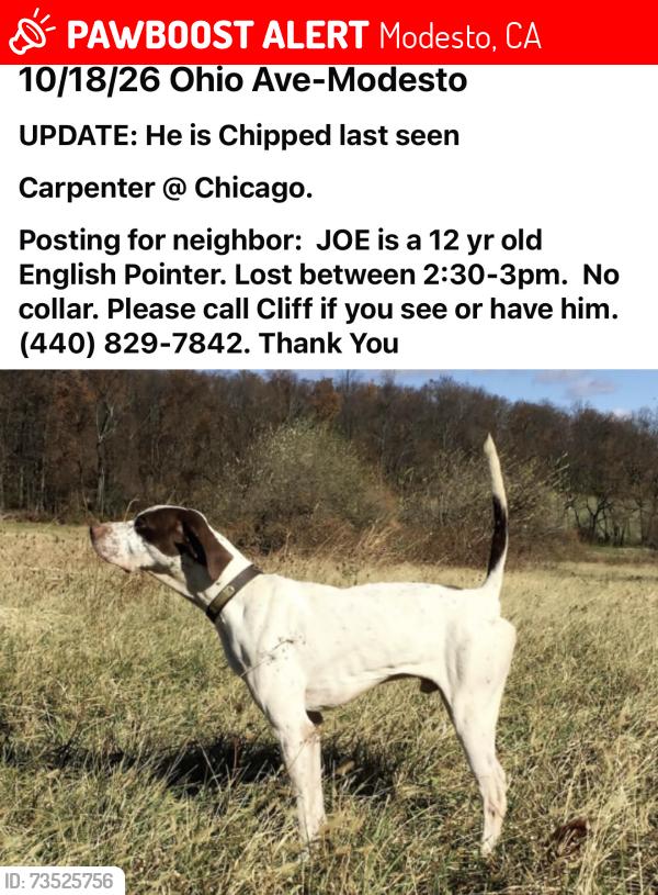 Lost Male Dog last seen Ohio Ave/, Modesto, CA 95354