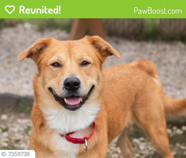 Reunited Male Dog last seen Eisenhower Road and Main Street in Lansing, Kansas., Lansing, KS 66043