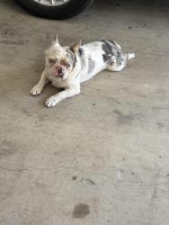 Reunited Male Dog last seen Was here on Saturday and again today, Jones Creek, TX 77541